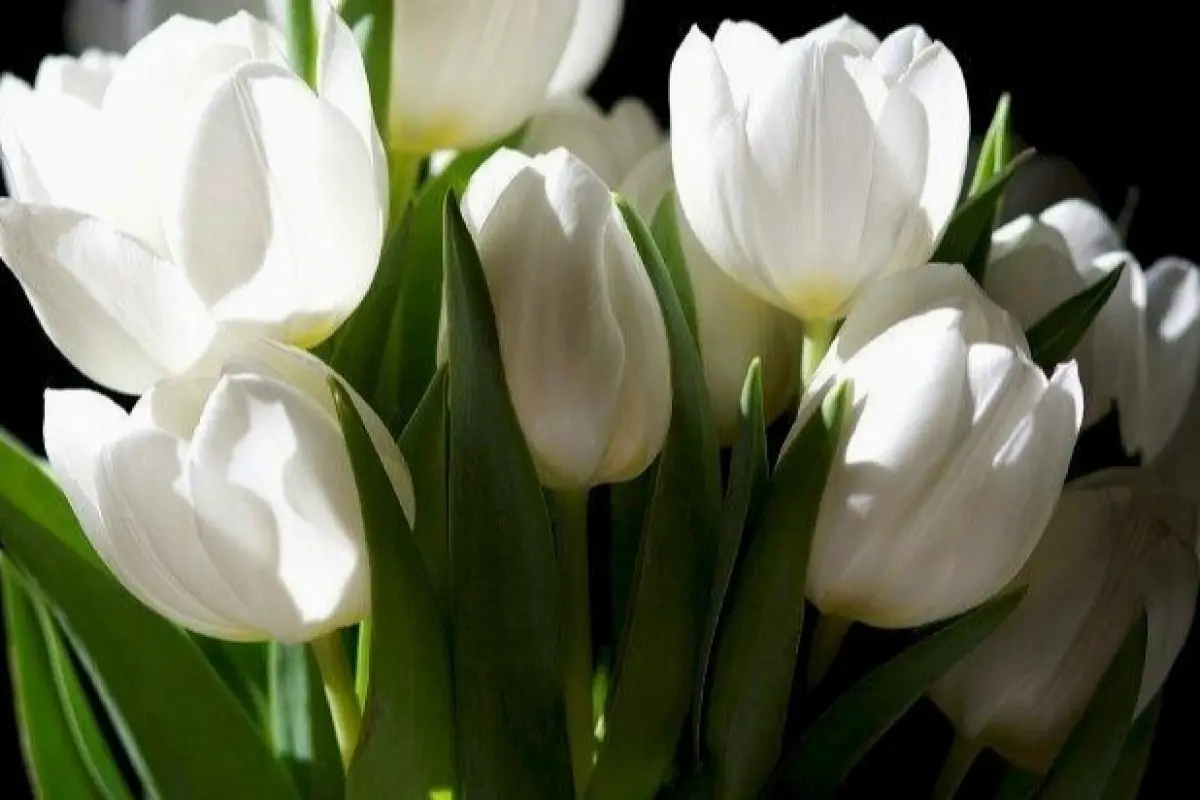 Bộ sưu tập hình nền hoa tulip cute dễ thương cho điện thoại và máy tính