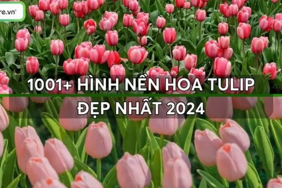 Bộ sưu tập hình nền hoa tulip full hd đẹp nhất mọi thời đại