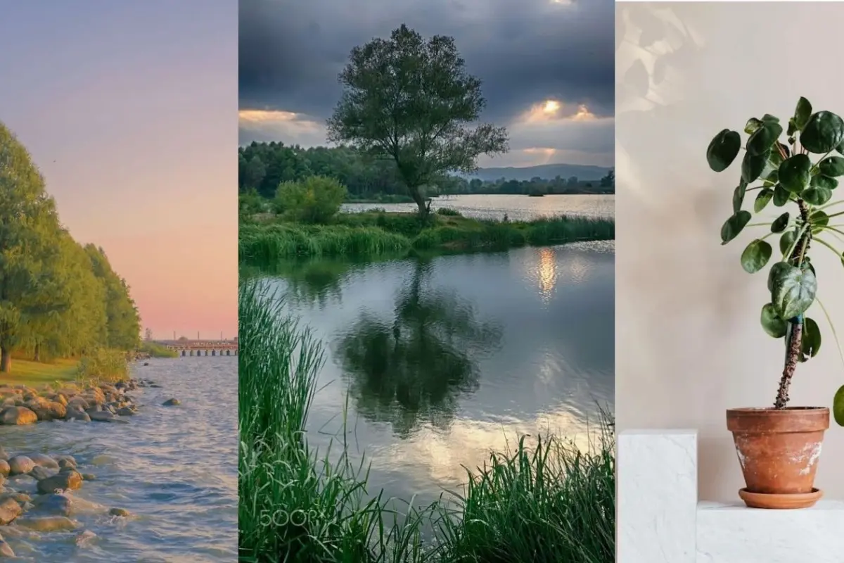 Bộ sưu tập hình nền rừng cây đẹp xanh mướt cho điện thoại và máy tính