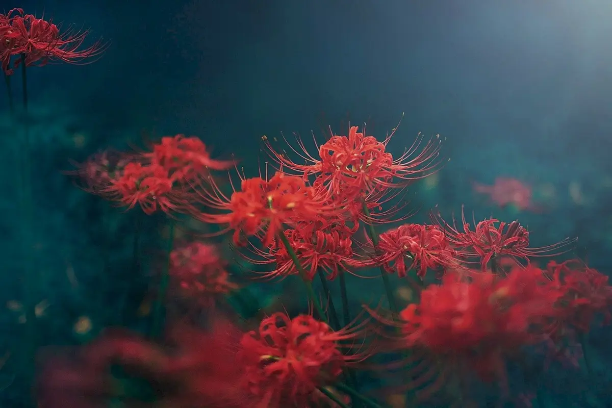 Bộ sưu tập hoa bỉ ngạn làm hình nền siêu đẹp chất lượng 4K