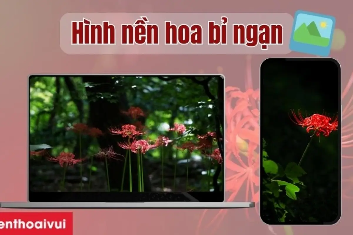 Bộ sưu tập hoa bỉ ngạn trắng hình nền đẹp thuần khiết