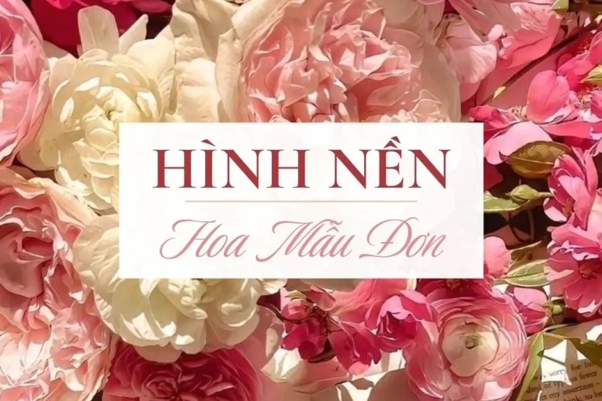 Bộ sưu tập hoa mẫu đơn đẹp làm hình nền điện thoại máy tính