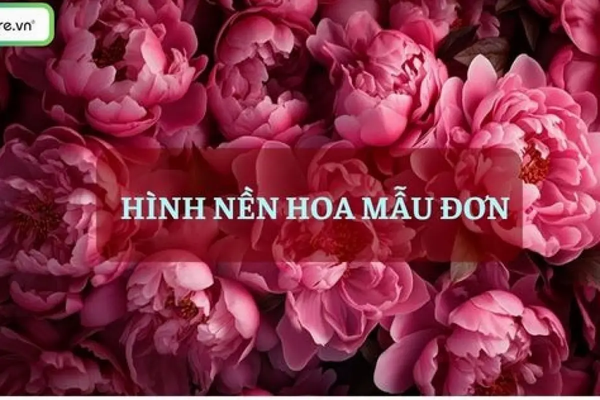 Hình nền hoa mẫu đơn xanh dương cực đẹp siêu sắc nét