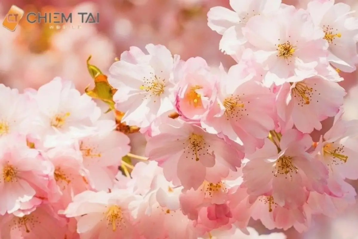 Tổng hợp 15 hình nền ảnh hoa đào đẹp sắc nét lung linh ngày Tết