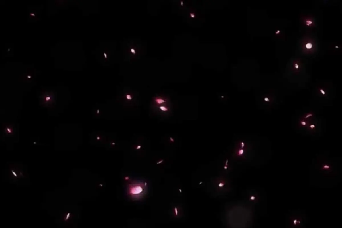 Tổng hợp 99 background hoa anh đào rơi đẹp tinh tế