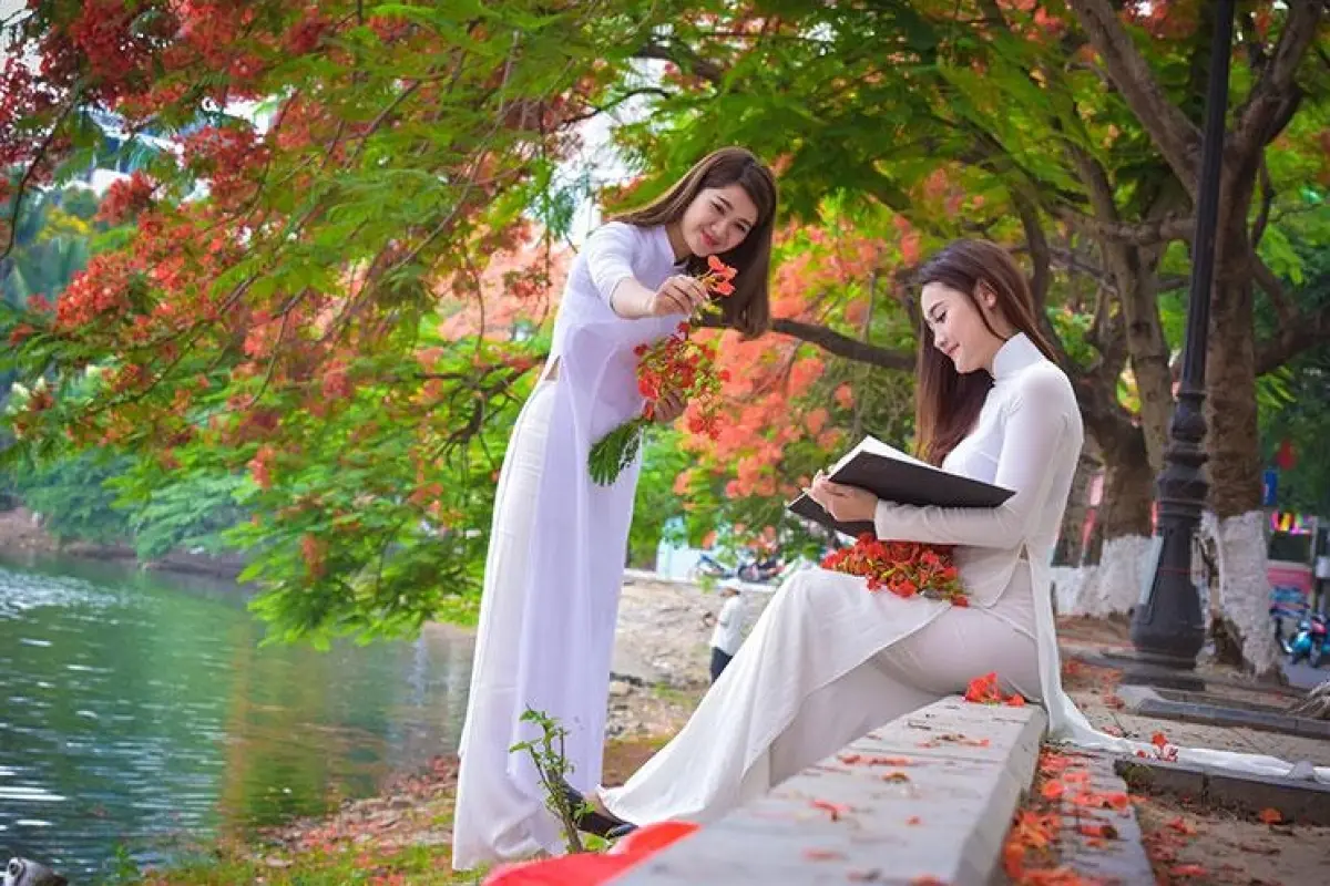 Tổng hợp 99 hình nền hoa phượng đẹp đỏ rực rỡ đón mùa hè