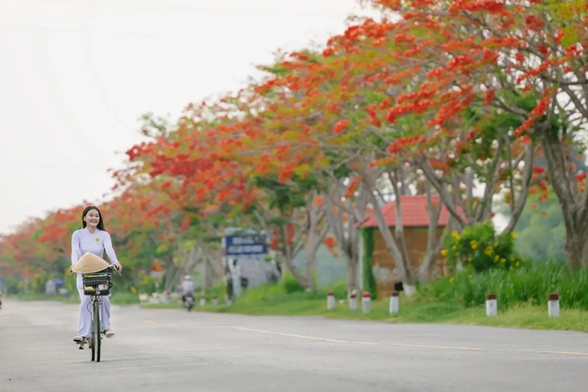 Tổng hợp 99+ hình nền hoa phượng đỏ rực rỡ ấn tượng nhất năm 2026