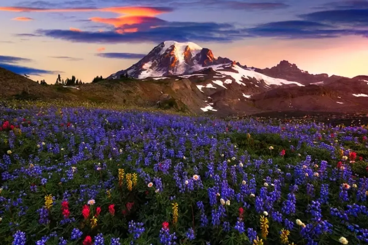 Tổng hợp background cánh đồng hoa đẹp rực rỡ và lãng mạn nhất