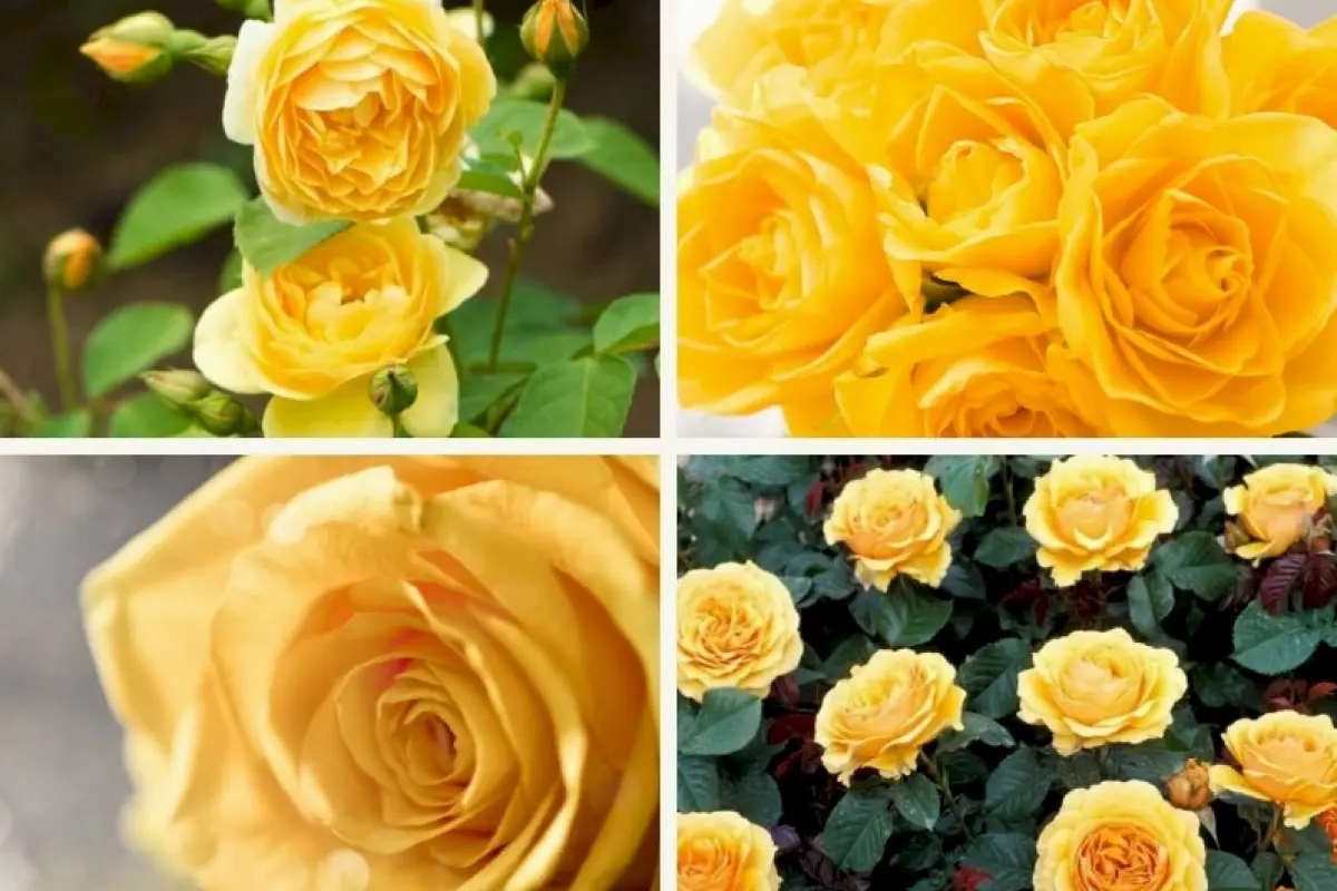 Tổng hợp background hoa hồng vàng siêu đẹp chất lượng cao