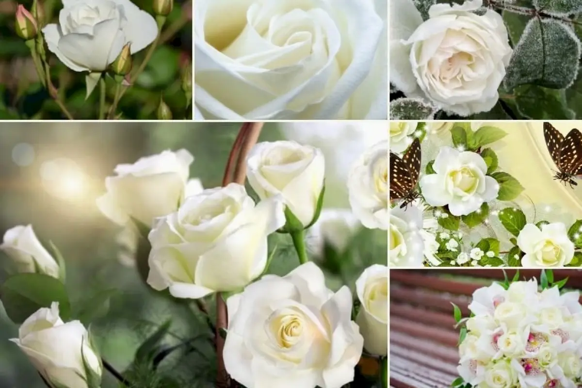 Tổng hợp bộ sưu tập background hoa hồng trắng tinh khôi chuẩn nét