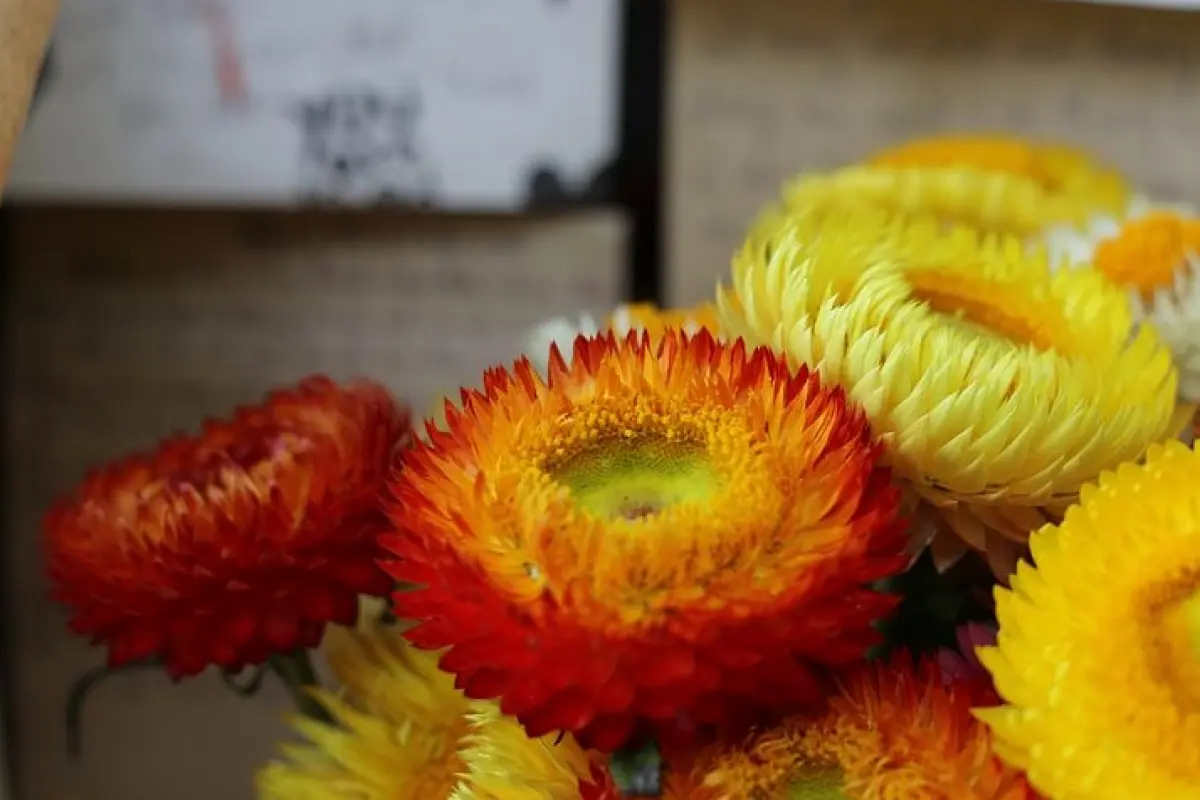 Tổng hợp bộ sưu tập hình nền hoa bất tử đẹp rực rỡ và sắc nét nhất