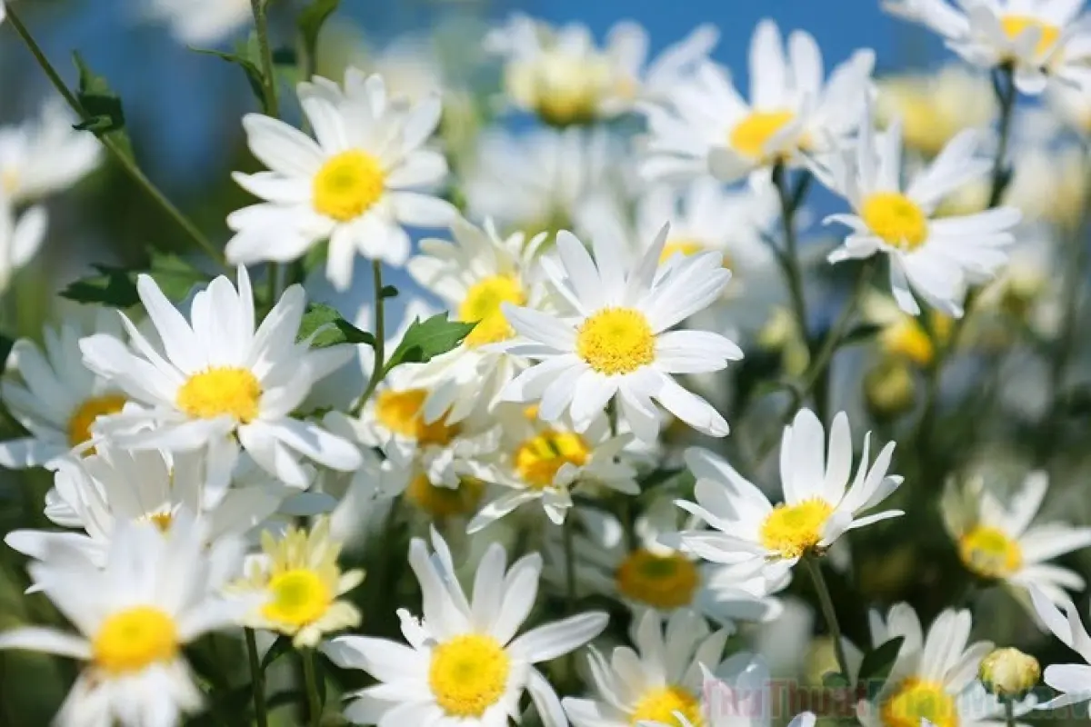 Tổng hợp bộ sưu tập hình nền hoa cúc hoạ mi đẹp ngất ngây