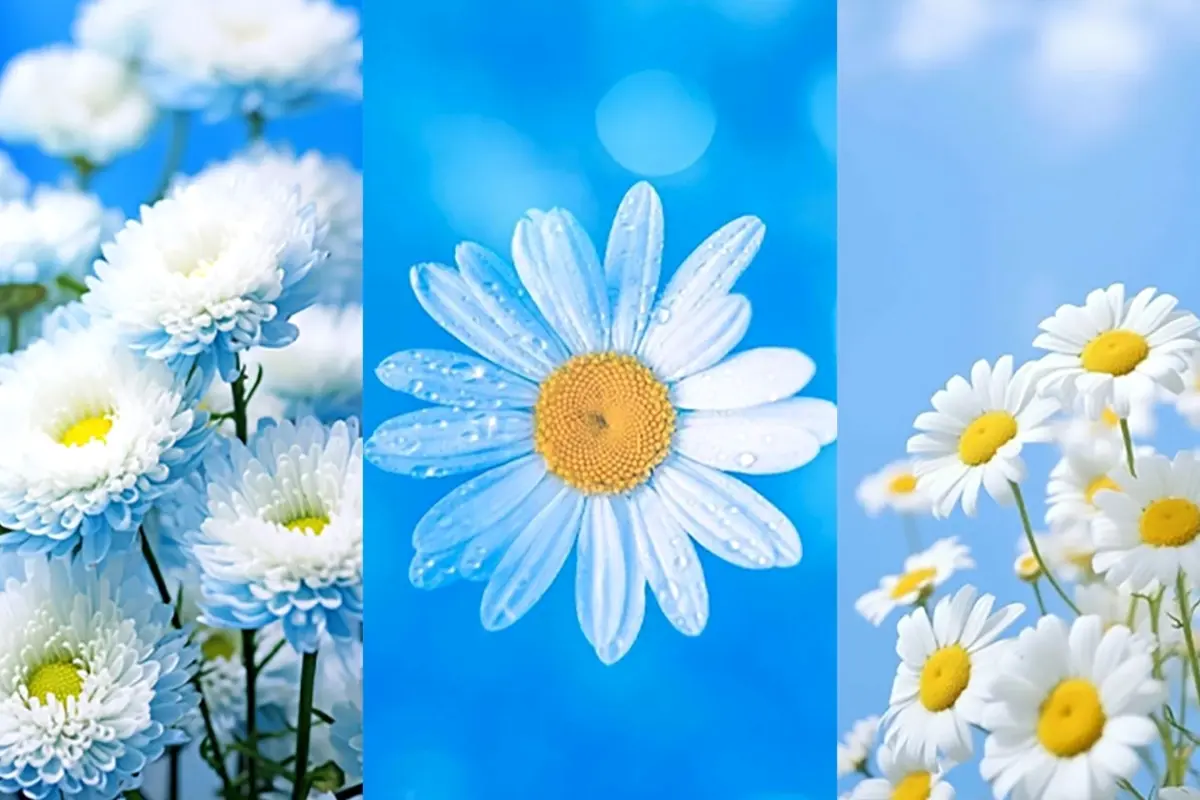 Tổng hợp bộ sưu tập hình nền hoa cúc tím đẹp mê hồn