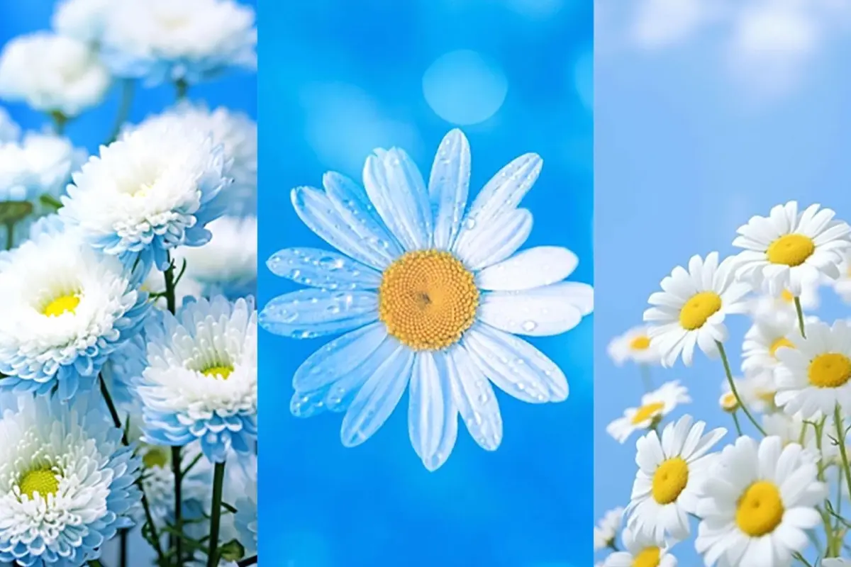 Tổng hợp bộ sưu tập hình nền hoa cúc vàng đẹp ngất ngây