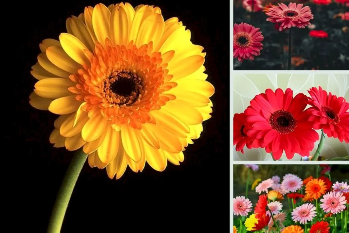 Tổng hợp bộ sưu tập hình nền hoa đồng tiền đẹp sắc nét