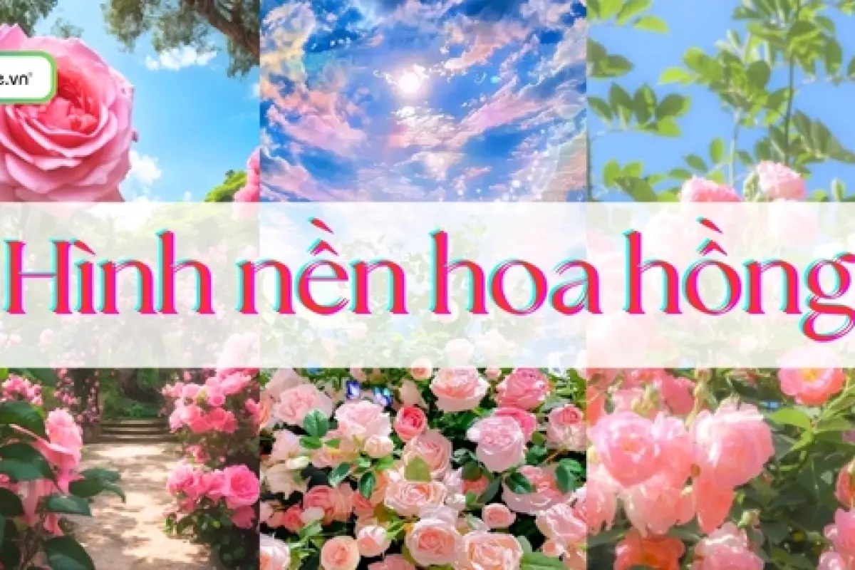 Tổng hợp bộ sưu tập hình nền hoa hồng vàng đẹp nhất chuẩn sắc nét