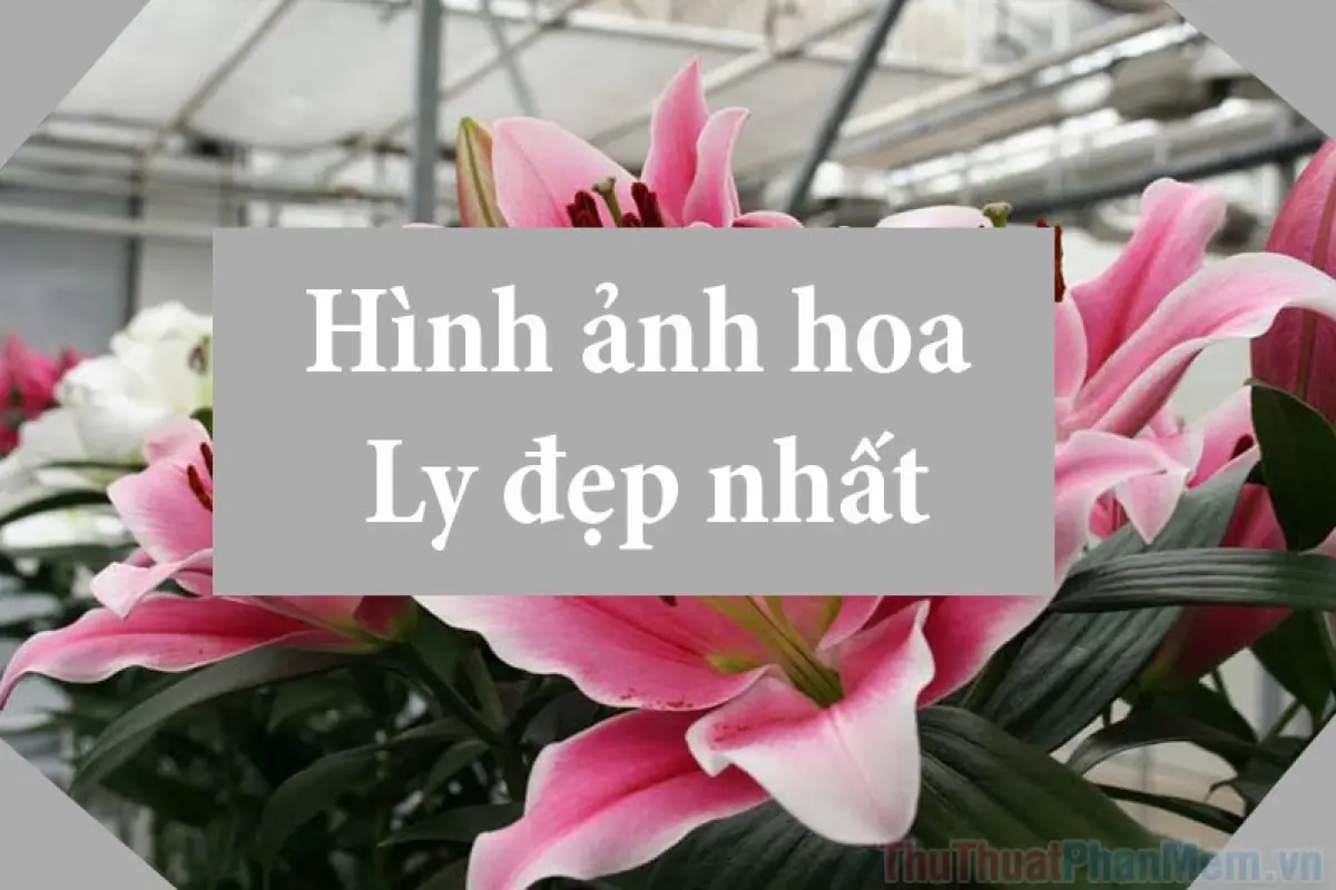 Tổng hợp bộ sưu tập hình nền hoa ly đẹp chất lượng cao 2026