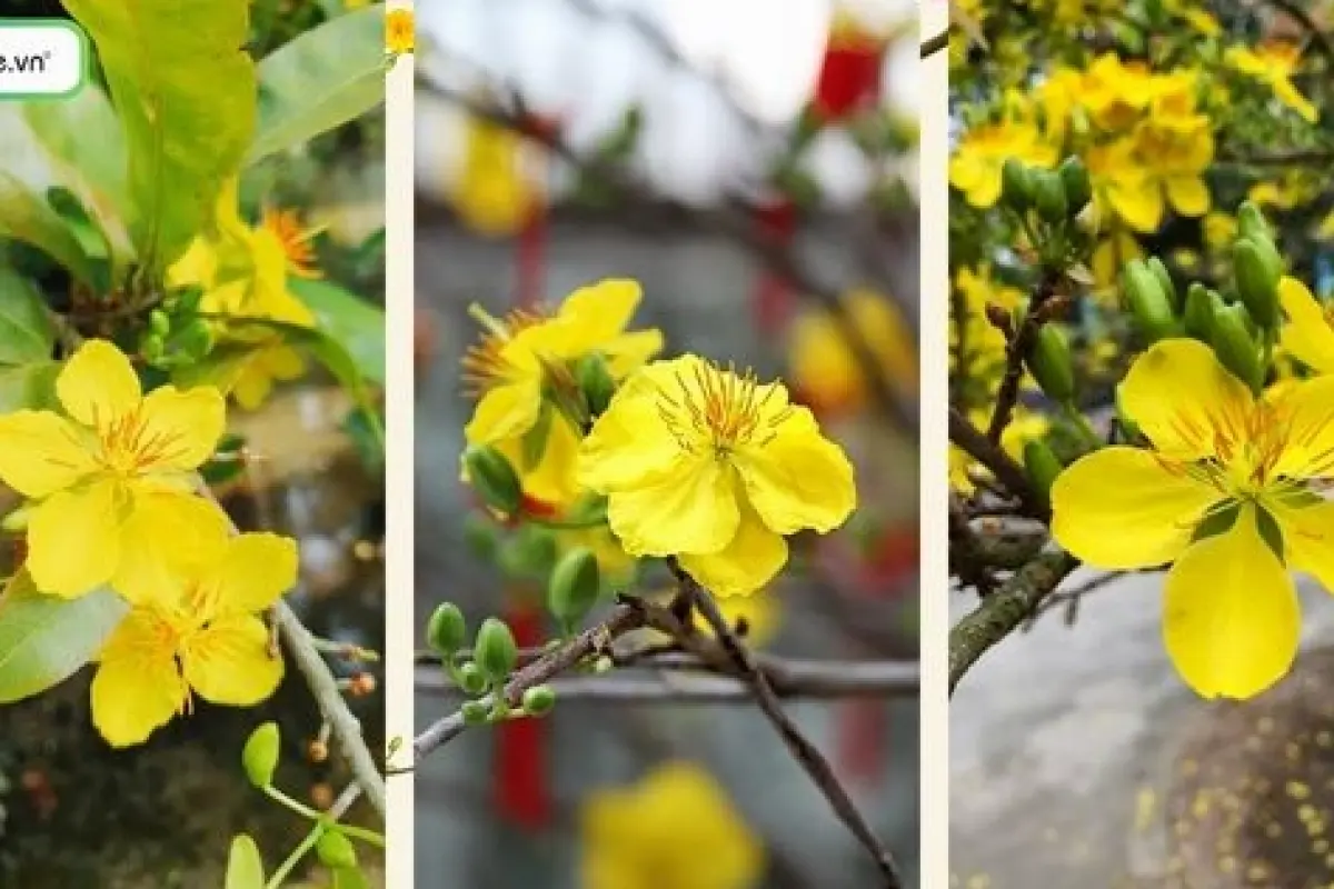 Tổng hợp bộ sưu tập hình nền hoa mai trắng tinh khôi tuyệt đẹp