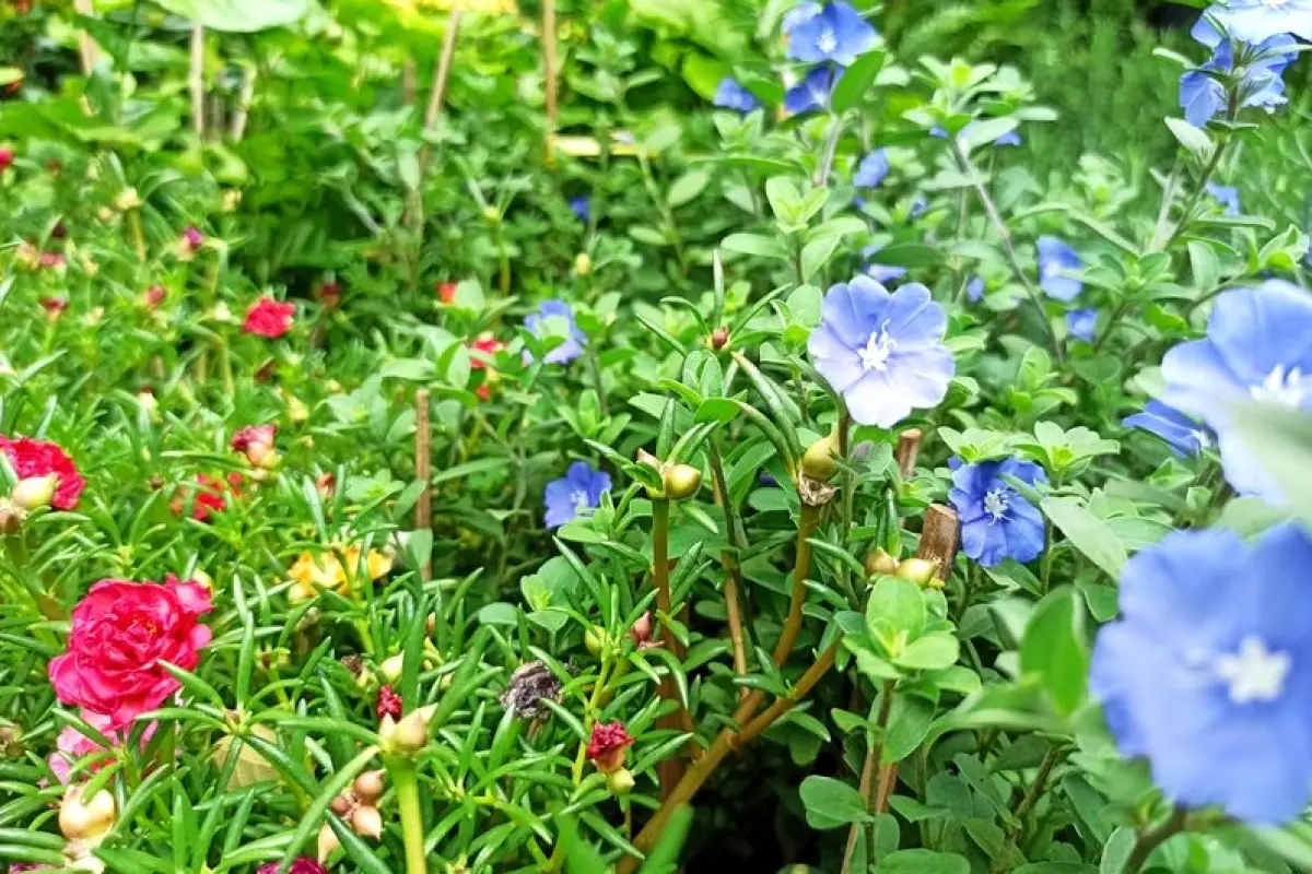 Tổng hợp bộ sưu tập hình nền hoa mười giờ rực rỡ tuyệt đẹp