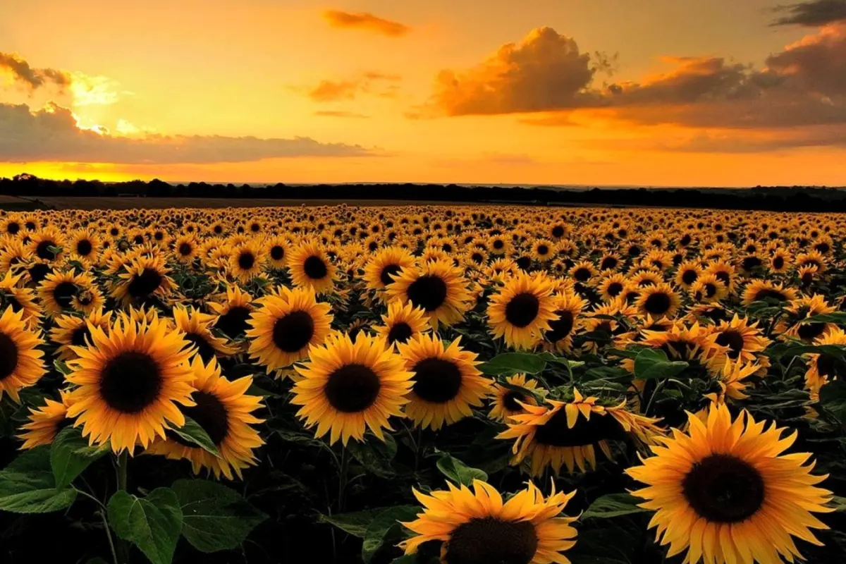 Tổng hợp bộ sưu tập hình nền hoa nhỏ xinh xắn nhẹ nhàng