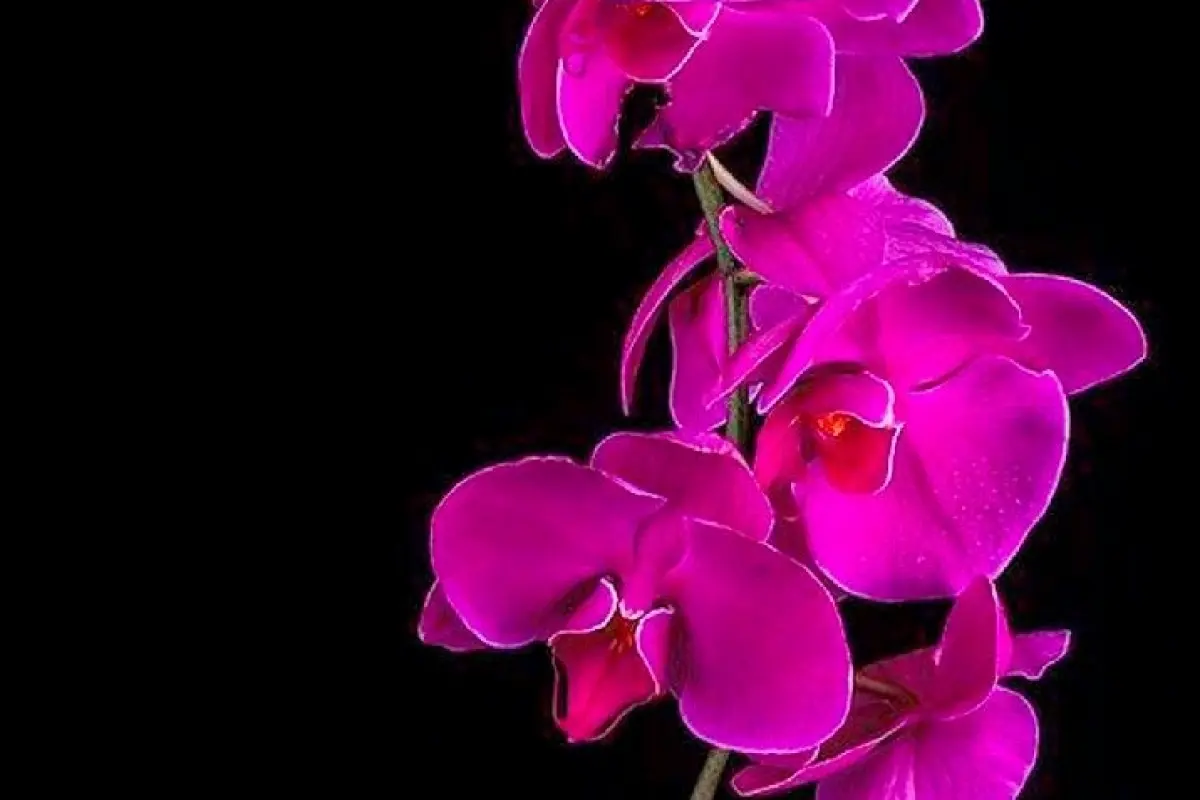 Tổng hợp bộ sưu tập hình nền hoa phong lan đẹp cực sắc nét