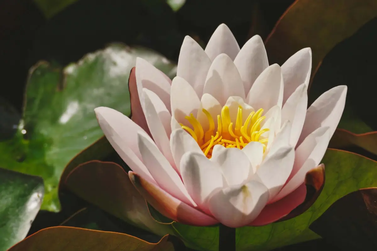 Tổng hợp bộ sưu tập hình nền hoa sen buồn đẹp tĩnh lặng