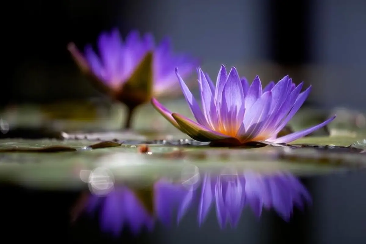 Tổng hợp bộ sưu tập hình nền hoa súng đẹp sắc nét nhất