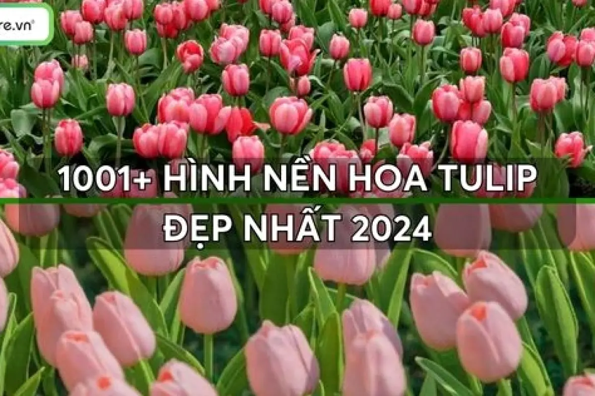 Tổng hợp bộ sưu tập hình nền hoa tulip hồng siêu đẹp chill nhất 2026