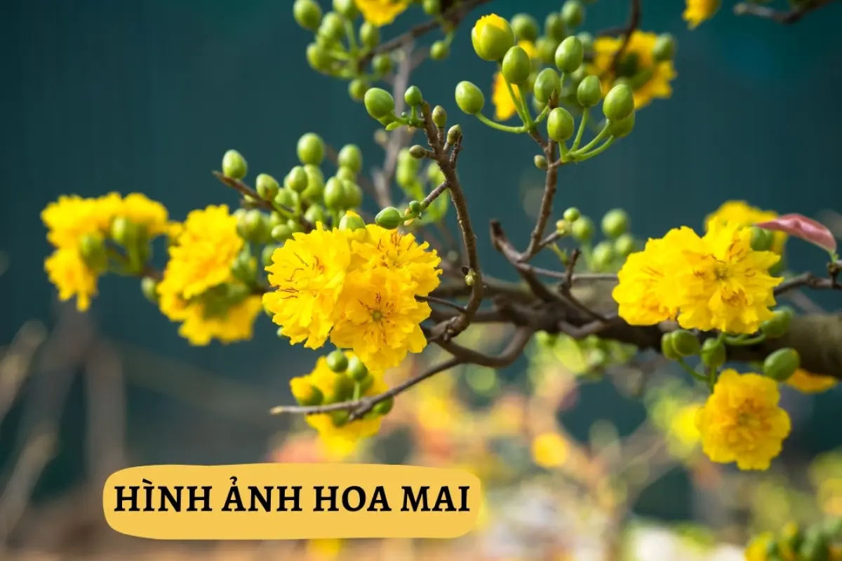 Tổng hợp bộ sưu tập hoa mai background sắc nét rực rỡ đón xuân