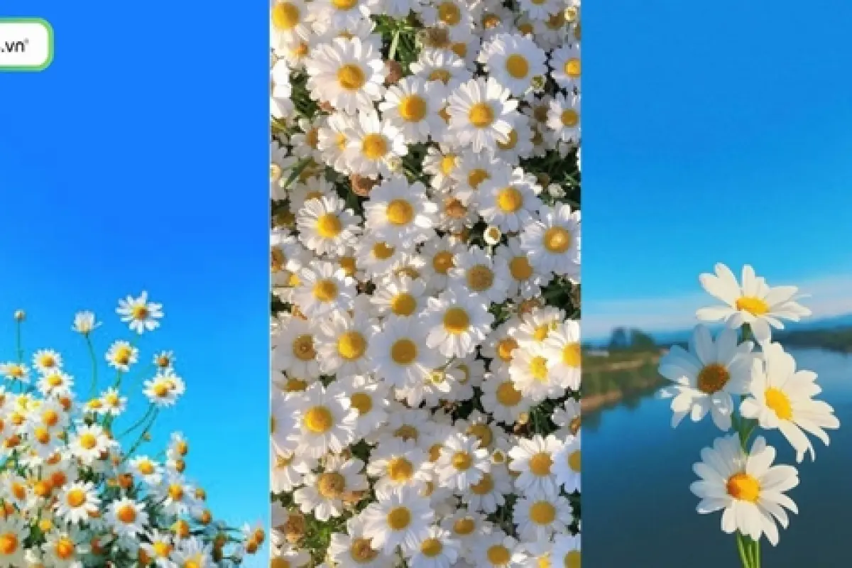 Tổng hợp hình nền bông cúc trắng đẹp siêu sắc nét