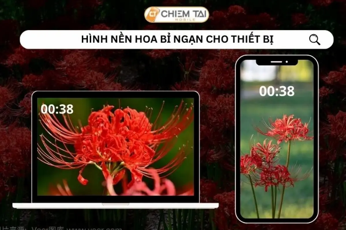 Tổng hợp hình nền hoa bỉ ngạn đỏ đẹp lung linh độ phân giải 4K