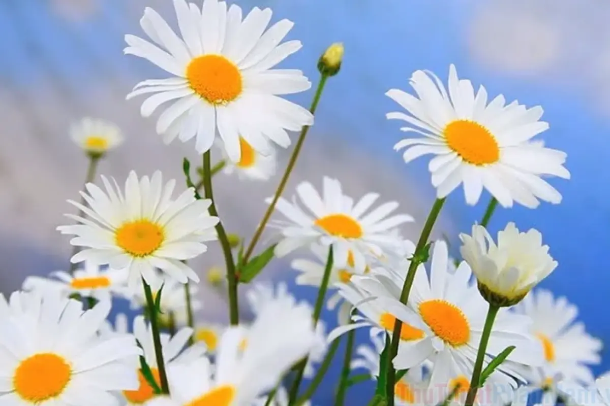 Tổng hợp hình nền hoa cúc vẽ cực đẹp ấn tượng