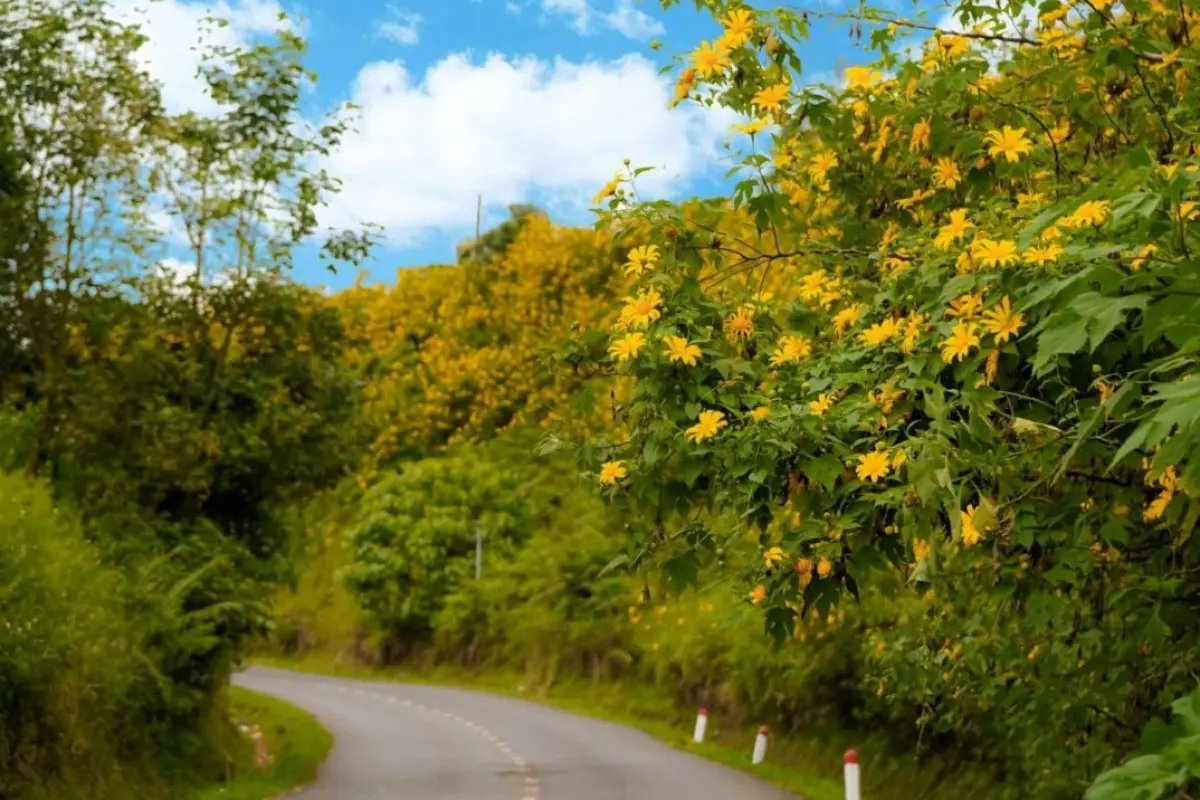 Tổng hợp hình nền hoa dã quỳ đẹp rực rỡ chuẩn sắc nét