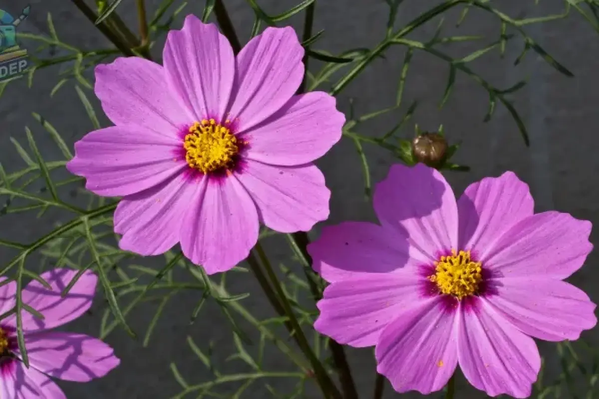 Tổng hợp hình nền hoa sao nhái tuyệt đẹp và sắc nét