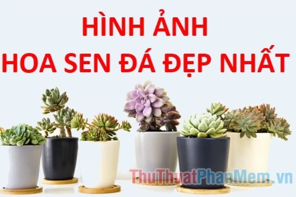 Tổng hợp hình nền hoa sen đá siêu đẹp cực sắc nét cho điện thoại máy tính