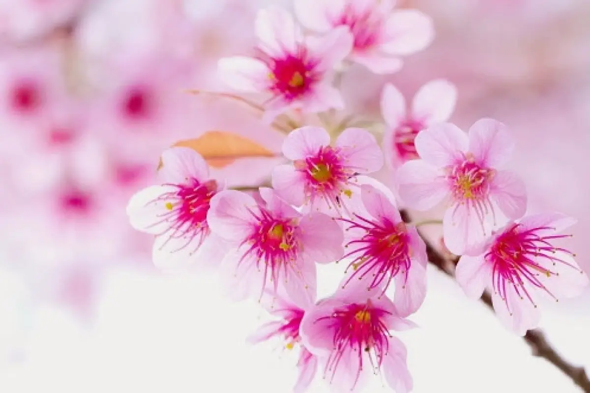 Tuyển tập background cây đào ngày Tết cực đẹp sắc nét