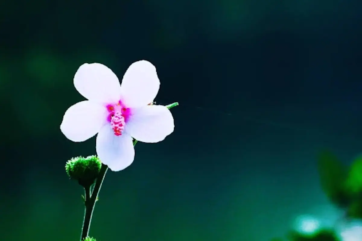 Tuyển tập hình nền hoa dại cho điện thoại đẹp ngất ngây