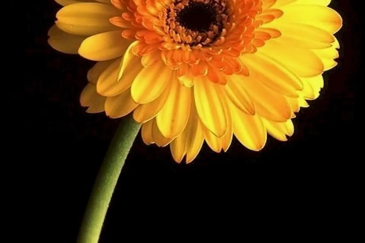 Tuyển tập hình nền hoa đồng tiền cho điện thoại siêu sắc nét