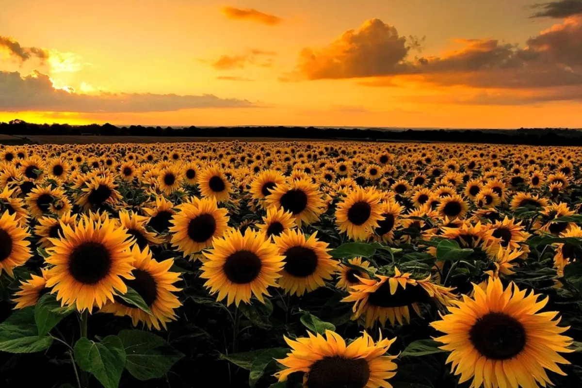 Tuyển tập hình nền hoa hồng 4k và hoa đẹp rực rỡ sắc nét