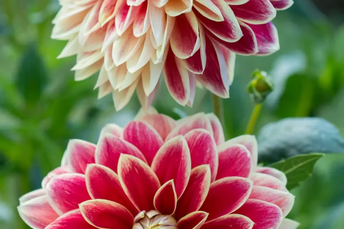 Tuyển tập hình nền hoa thược dược khoe sắc rực rỡ chuẩn nét