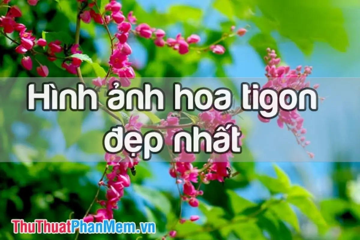 Tuyển tập hình nền hoa tigon tuyệt đẹp dịu dàng khoe sắc