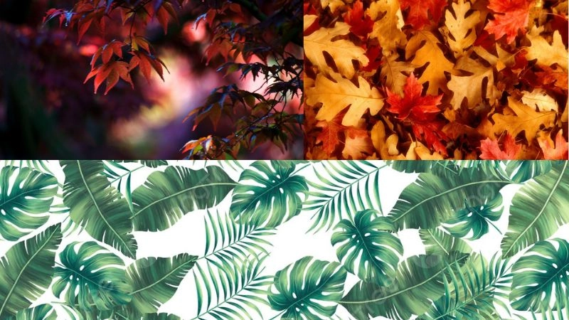 Khám phá background lá cây đẹp cho ảnh thêm sống động