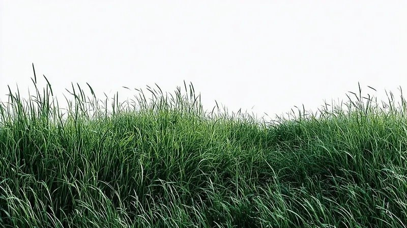 Bắt trọn khoảnh khắc bình minh với background bãi cỏ dưới ánh bình minh