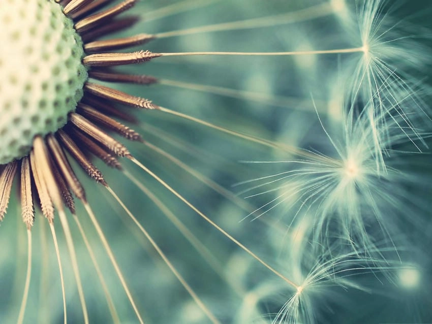 Background bồ công anh vector sắc nét cho mọi thiết kế