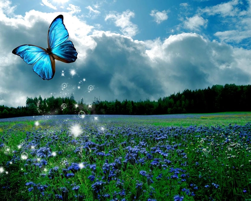 Background bướm bay sinh động mang lại cảm giác tươi mới