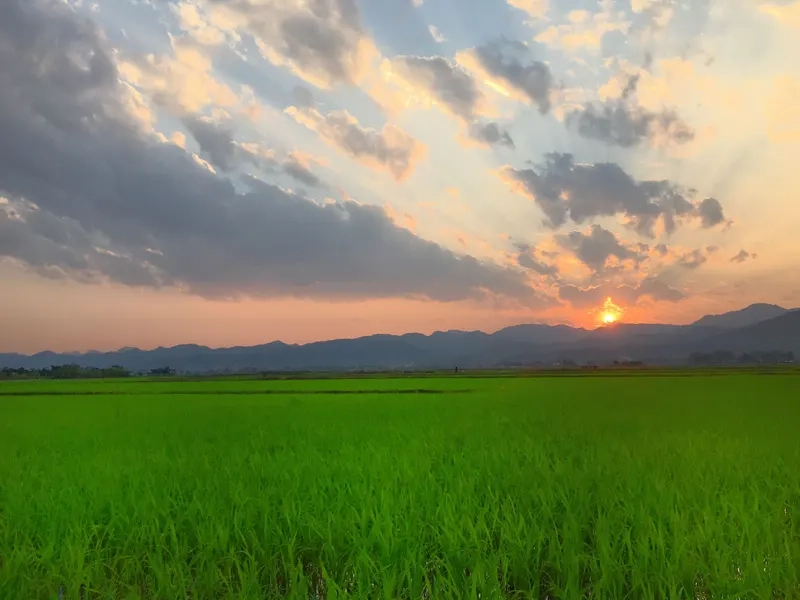 Thả hồn vào không gian mát mẻ của background cánh đồng xanh