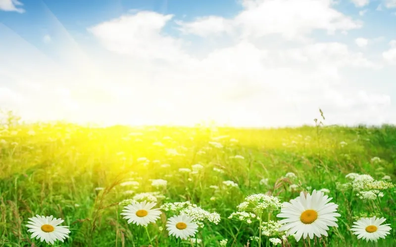 Chiêm ngưỡng khoảnh khắc lãng mạn với background cánh đồng hoàng hôn