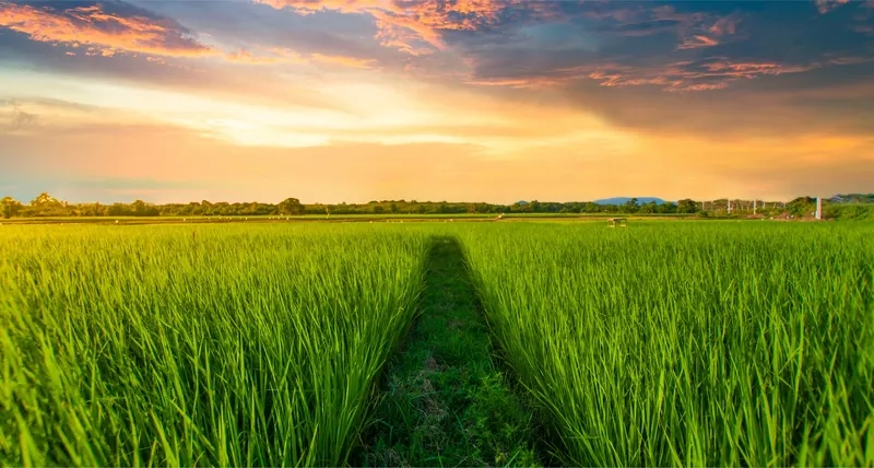 Sáng tạo phong cách với background cánh đồng trừu tượng