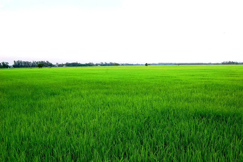 Đón bình minh nhẹ nhàng với background cánh đồng sáng sớm