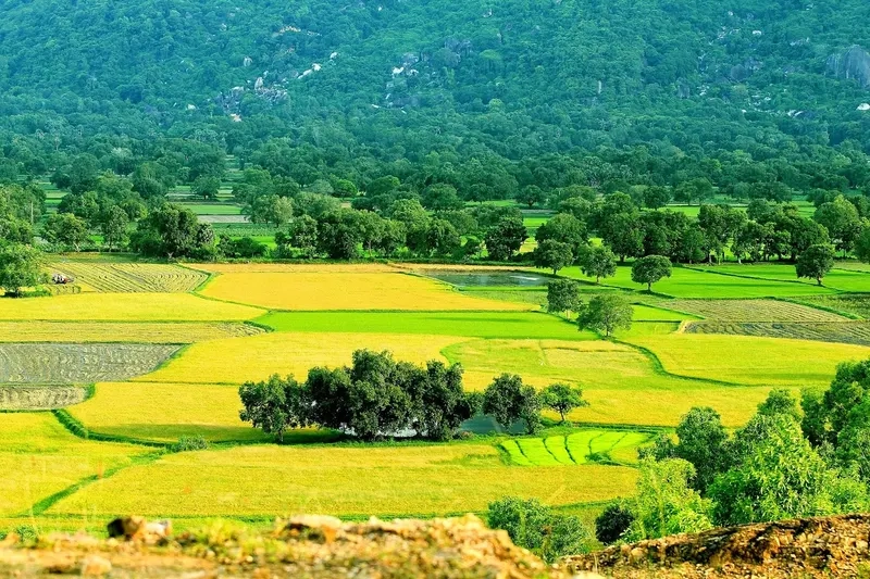 Ngắm cảnh hữu tình với background cánh đồng phong cảnh